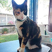 Tiger-Jones is registered to the contest to win money with this photo: cat, calico_cat, pet, animal, feline, collar, table, indoor, window, curtain, chair, plant, mesh_screen, daylight, domestic_animal, sitting, fur, whiskers, ears, paws