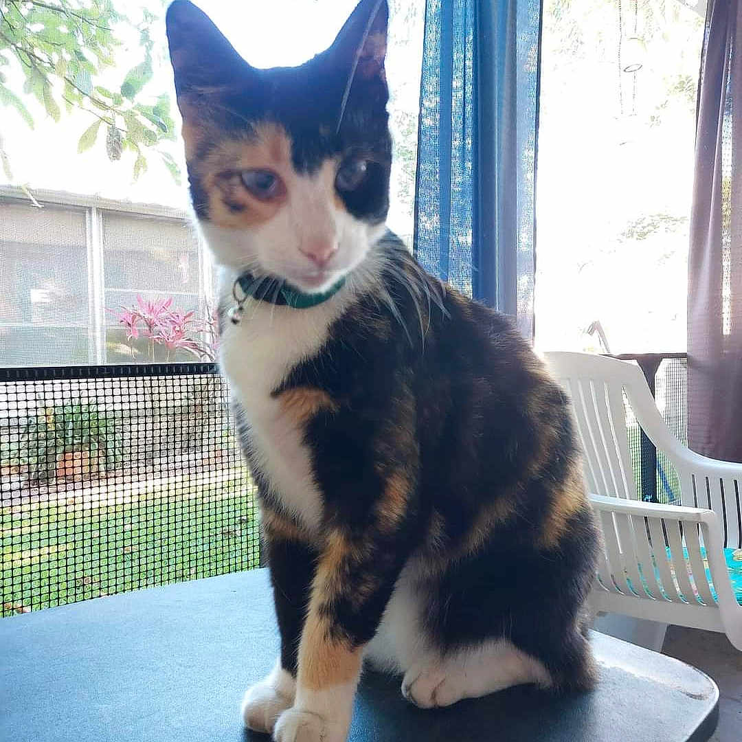 Tiger-Jones is registered to the contest to win money with this photo: animal, calico_cat, cat, chair, collar, curtain, daylight, domestic_animal, ears, feline, fur, indoor, mesh_screen, paws, pet, plant, sitting, table, whiskers, window