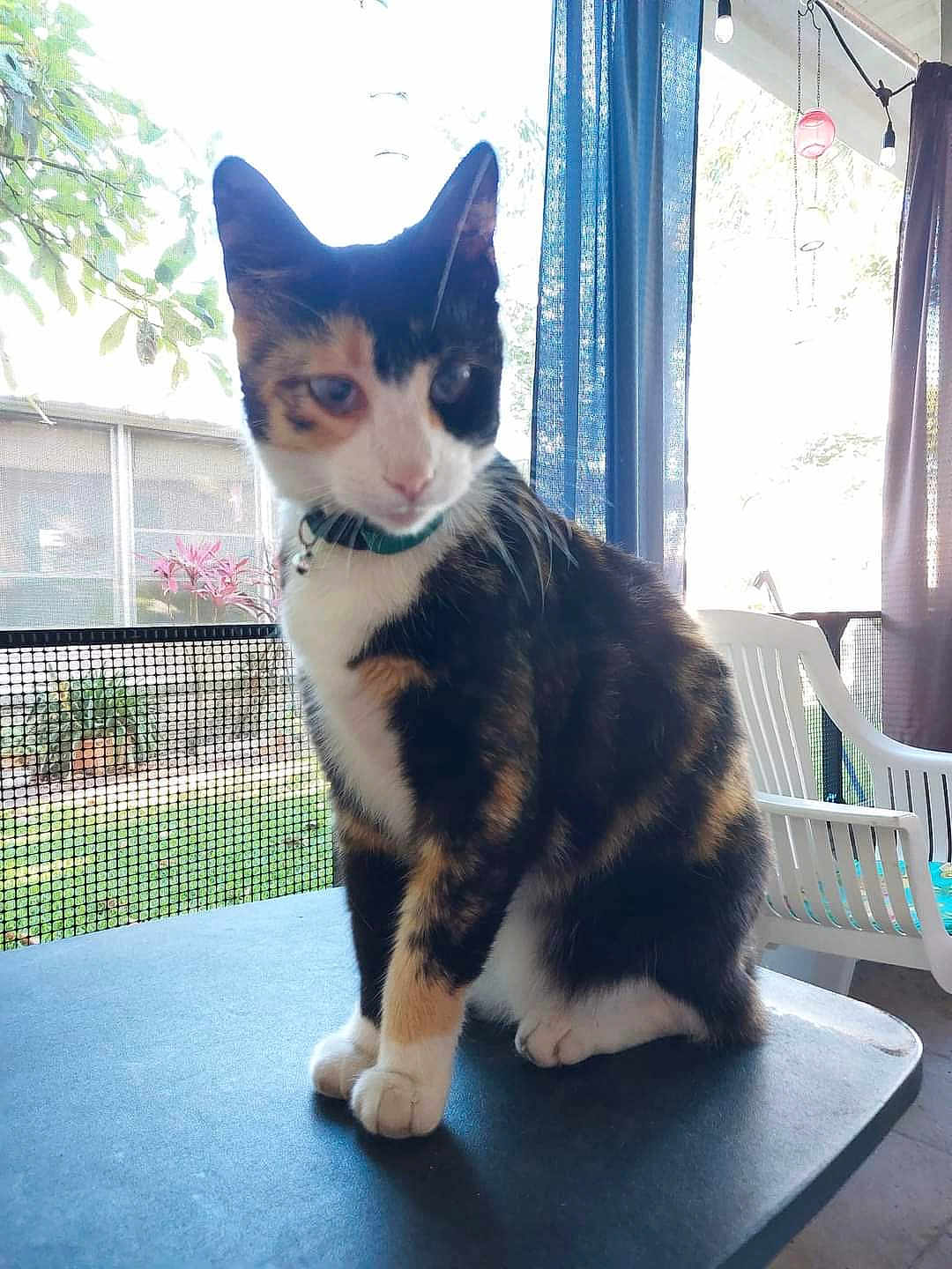 Tiger-Jones is registered to the contest to win money with this photo: cat, calico_cat, pet, animal, feline, collar, table, indoor, window, curtain, chair, plant, mesh_screen, daylight, domestic_animal, sitting, fur, whiskers, ears, paws