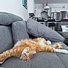 Cheeto joined the competition — help win amazing prizes! cat, orange_cat, white_paws, stretching, couch, gray_couch, living_room, modern_kitchen, pillows, relaxed, feline, domestic_cat, indoor, house, pet, furniture, home_decor, cozy, resting, fluffy