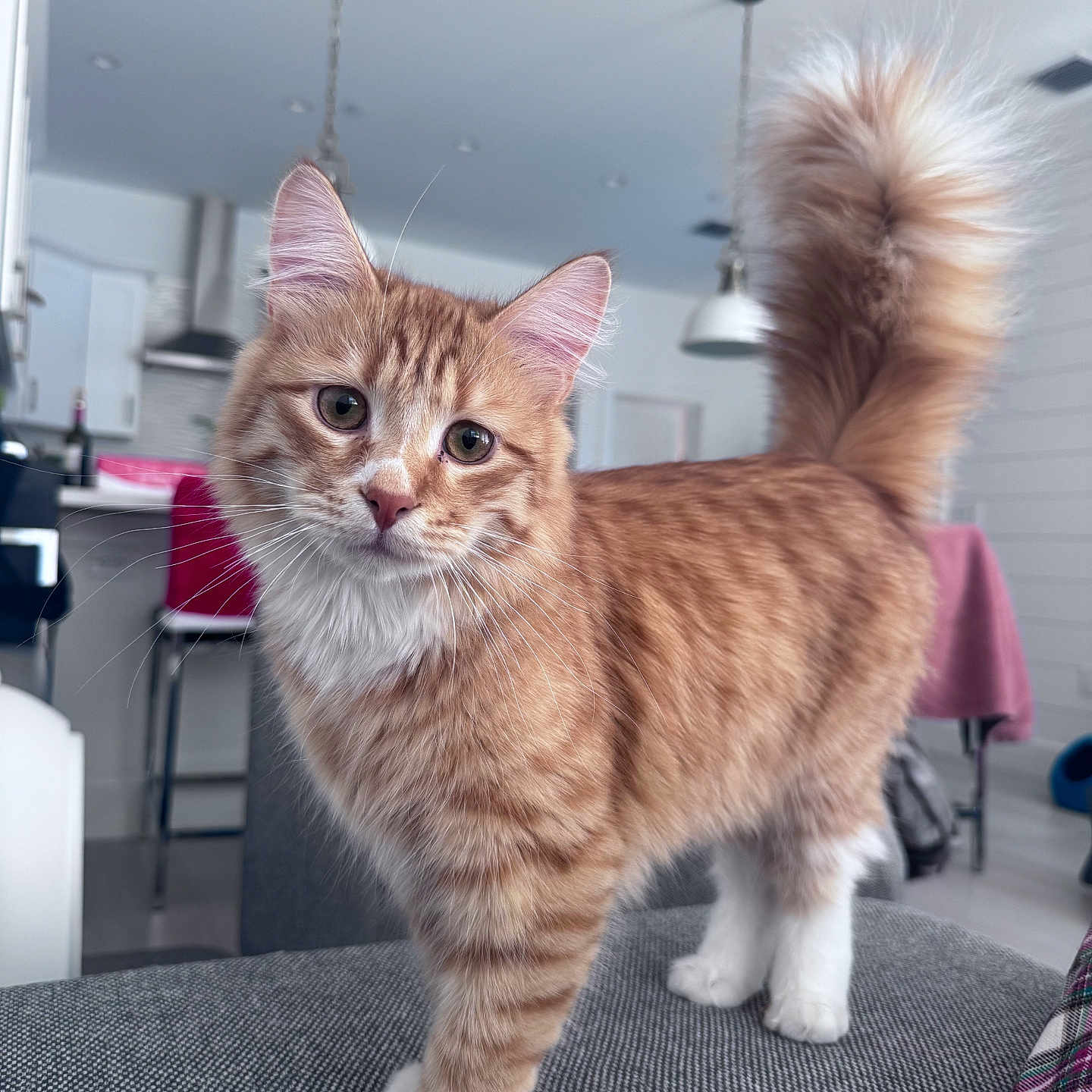 Cheeto