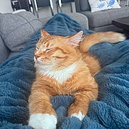 Cheeto joined the competition — help win amazing prizes! cat, orange_cat, white_paws, sleeping, cozy, blanket, blue_blanket, living_room, furniture, couch, chair, relaxing, pet, indoor, whiskers, fur, tail, home, comfortable, domestic_animal