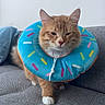 Cheeto is registered to the contest to win money with this photo: cat, orange_tabby, donut_collar, pet, feline, indoor, couch, gray_fabric, colorful, cute, animal, domestic, whiskers, paws, ears, fur, closeup, playful, resting, household
