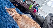 Cheeto is registered to the contest to win money with this photo: cat, orange_cat, sleeping, blue_blanket, couch, living_room, coffee_table, gray_couch, television, modern_interior, pillow, cup, hat, remote_control, wooden_furniture, relaxation, pet, cozy, home, indoor