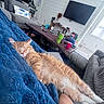 cat, orange_cat, sleeping, blue_blanket, couch, living_room, coffee_table, gray_couch, television, modern_interior, pillow, cup, hat, remote_control, wooden_furniture, relaxation, pet, cozy, home, indoor