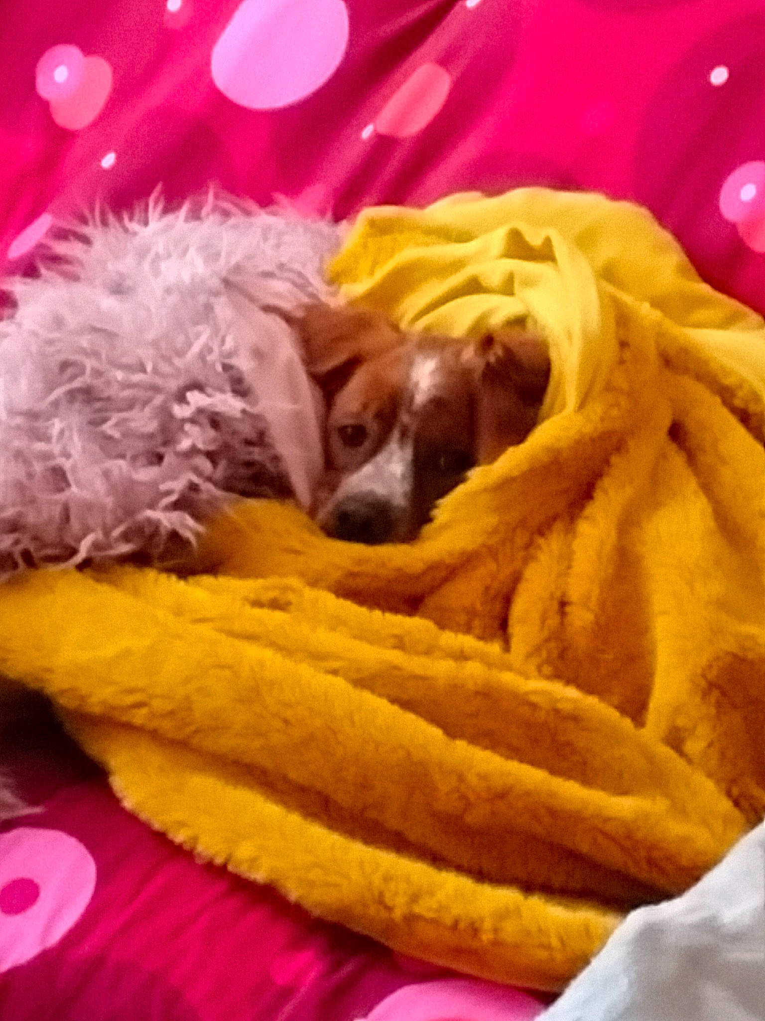 Socrate participe au concours pour gagner de l'argent avec cette photo : carnivore, comfort, comfort_food, companion_dog, cuisine, dish, dog, dog_breed, dog_supply, fast_food, food, french_fries, fried_food, ingredient, junk_food, magenta, produce, toy_dog, water_dog, working_animal