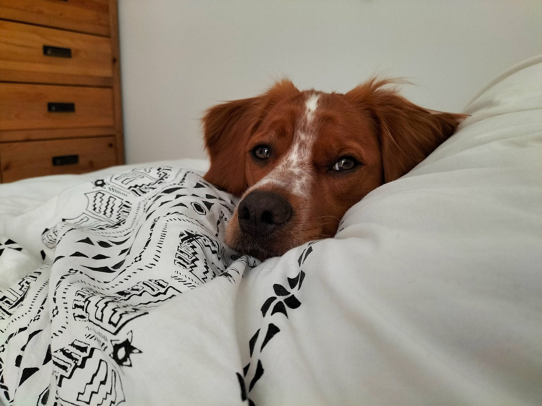 Socrate participe au concours pour gagner de l'argent avec cette photo : cabinetry, canidae, carnivore, chest, comfort, companion_dog, dog, dog_breed, dog_supply, drawer, fawn, fur, hardwood, linens, liver, snout, sporting_group, whiskers, wood, working_animal