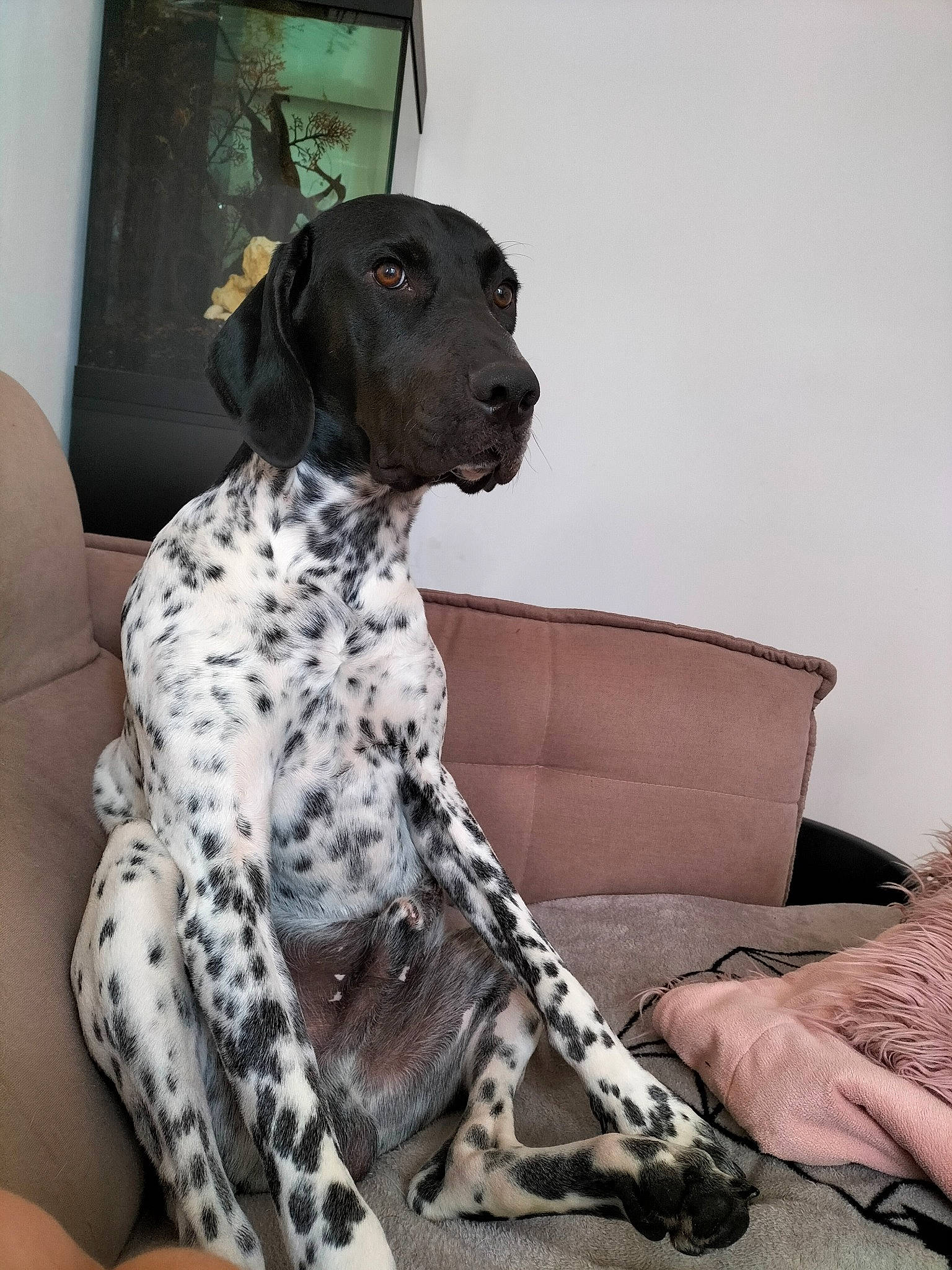 Tyago a rejoint le concours — aidez-le/la à gagner de superbes lots ! canidae, carnivore, collar, comfort, companion_dog, couch, dalmatian, dog, dog_breed, dog_collar, fawn, fur, gun_dog, non_sporting_group, pattern, picture_frame, sitting, snout, sporting_group, working_animal