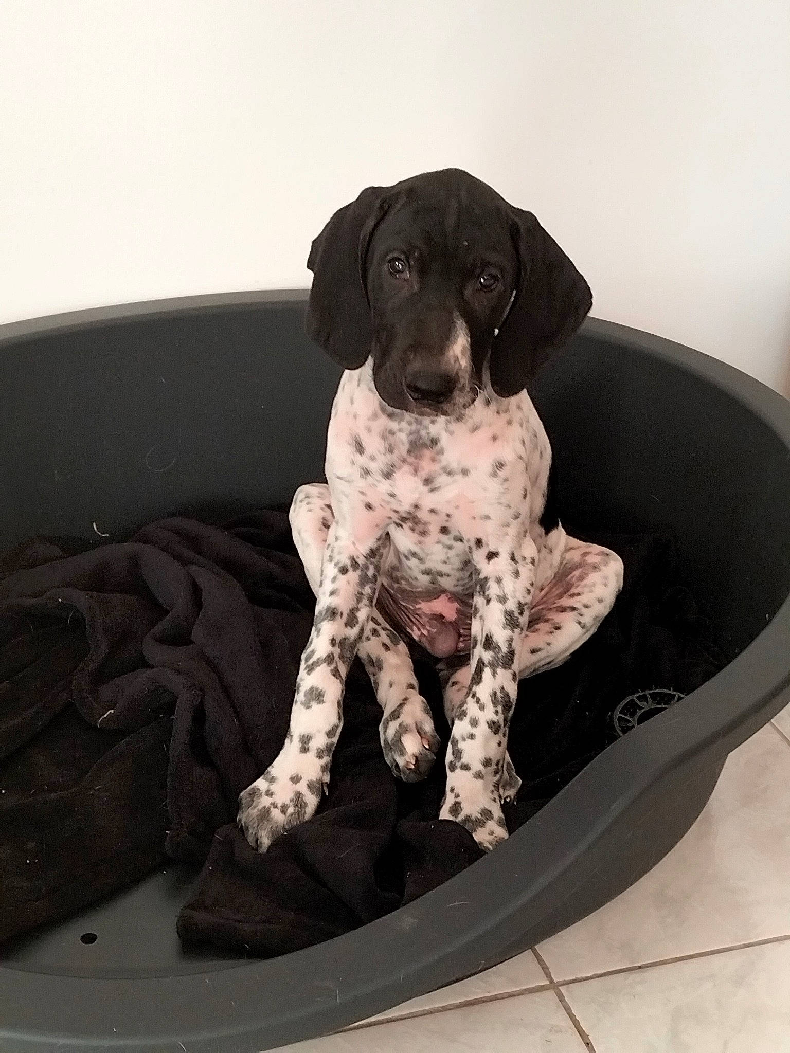 Tyago a rejoint le concours — aidez-le/la à gagner de superbes lots ! braque_dauvergne, braque_francais, carnivore, circle, collar, comfort, companion_dog, dog, dog_breed, dog_collar, foot, gun_dog, hunting_dog, liver, old_danish_pointer, sitting, sporting_group, terrestrial_animal, working_animal, working_dog