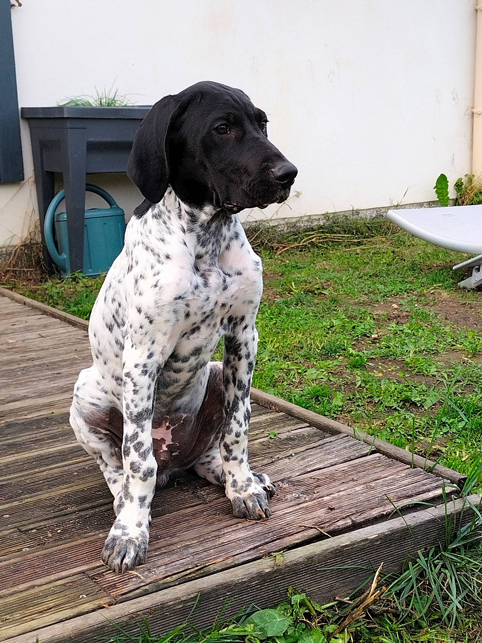 Tyago participe au concours pour gagner de l'argent avec cette photo : braque_dauvergne, braque_francais, canidae, carnivore, companion_dog, dog, dog_breed, dog_collar, grass, gun_dog, hunting_dog, metal, non_sporting_group, old_danish_pointer, plant, pointing_breed, snout, sporting_group, working_animal, working_dog