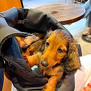 Buzz participe au concours pour gagner de l'argent avec cette photo : dog, puppy, dachshund, long_haired, brown_fur, orange_fur, floppy_ears, pet, animal, portrait, close_up, sitting, carrier, bag, blanket, indoor, cafe, table, wooden_furniture, cute