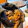 dog, puppy, dachshund, long_haired, brown_fur, orange_fur, floppy_ears, pet, animal, portrait, close_up, sitting, carrier, bag, blanket, indoor, cafe, table, wooden_furniture, cute