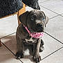 puppy, dog, blue_eyes, pink_bandana, tile_floor, indoor, pet, sitting, curious, young_dog, brown_fur, whiskers, claws, floor_tiles, domestic_animal, cute, animal_portrait, furniture_leg, black_fabric, looking_up