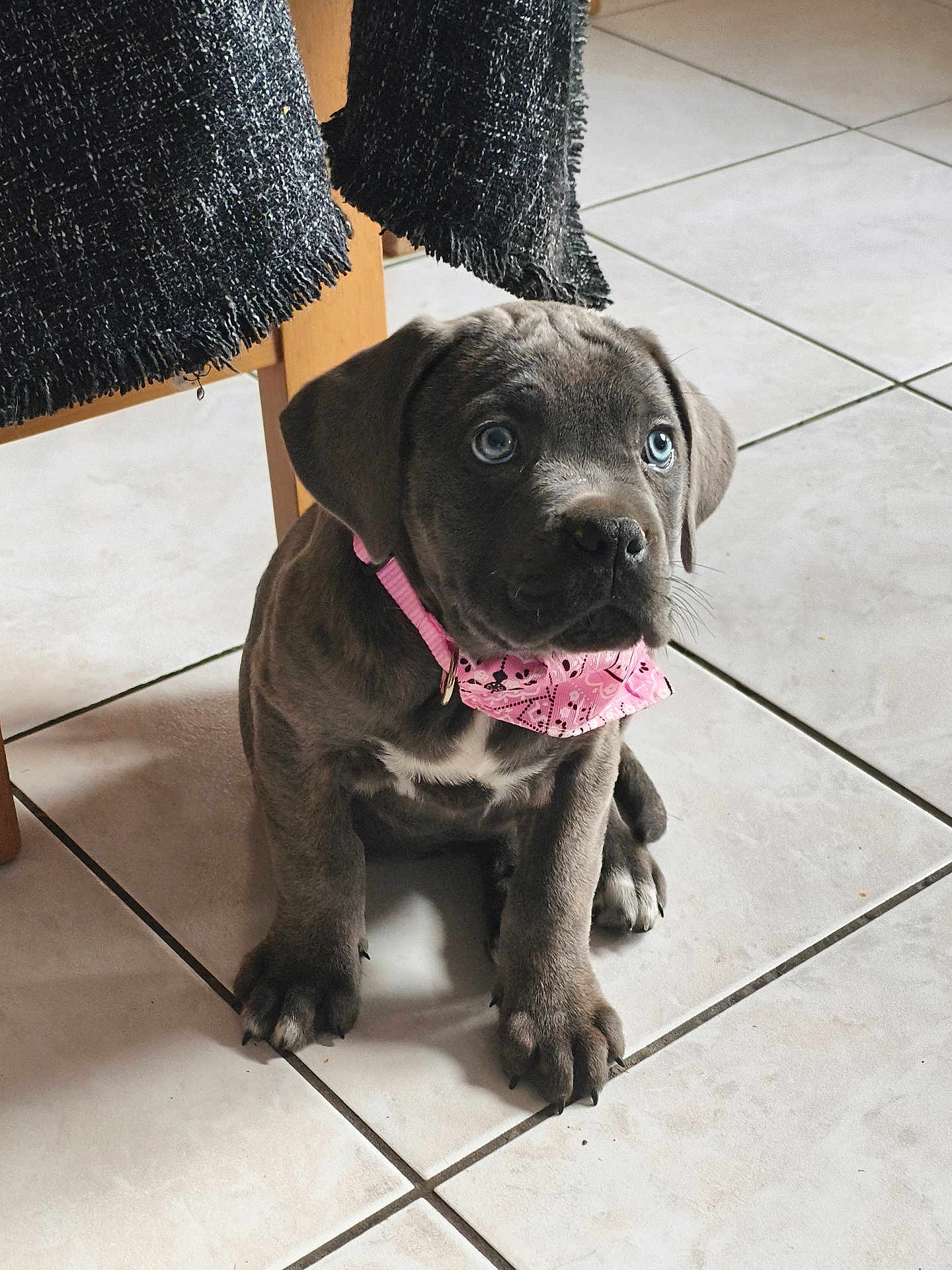 Anka participe au concours pour gagner de l'argent avec cette photo : puppy, dog, blue_eyes, pink_bandana, tile_floor, indoor, pet, sitting, curious, young_dog, brown_fur, whiskers, claws, floor_tiles, domestic_animal, cute, animal_portrait, furniture_leg, black_fabric, looking_up