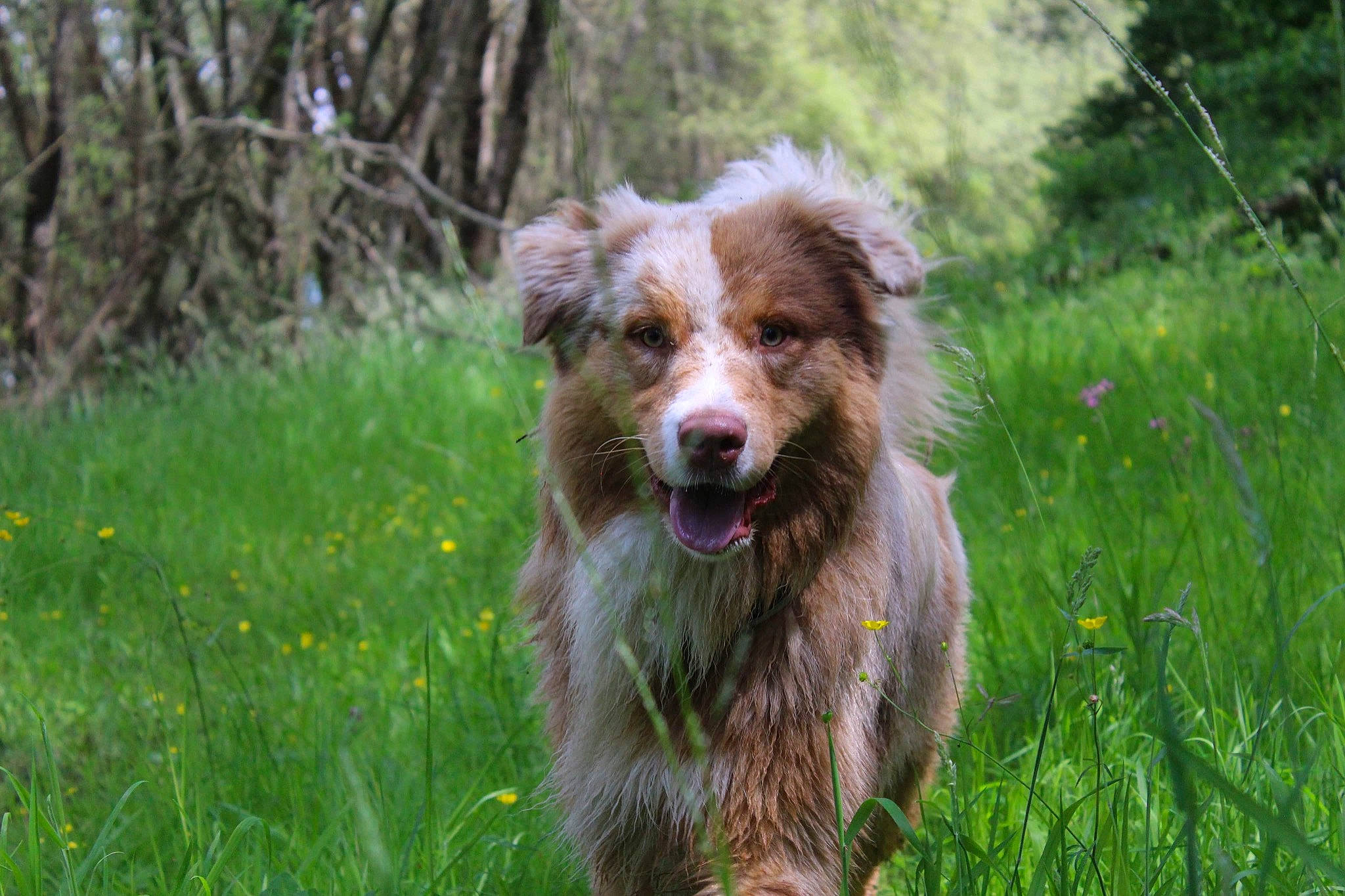Spyk participe au concours pour gagner de l'argent avec cette photo : canidae, carnivore, companion_dog, dog, dog_breed, fur, grass, grassland, groundcover, herbaceous_plant, liver, plant, puppy, sporting_group, tail, terrestrial_animal, terrier, tree, water_dog, working_dog