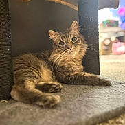 Oliver joined the competition — help win amazing prizes! animal, carpet, cat, cat_tree, close_up, cozy, curious, cute, ear, feline, fur, home, indoor, lying_down, paw, pet, relaxed, soft_focus, tabby_cat, whiskers