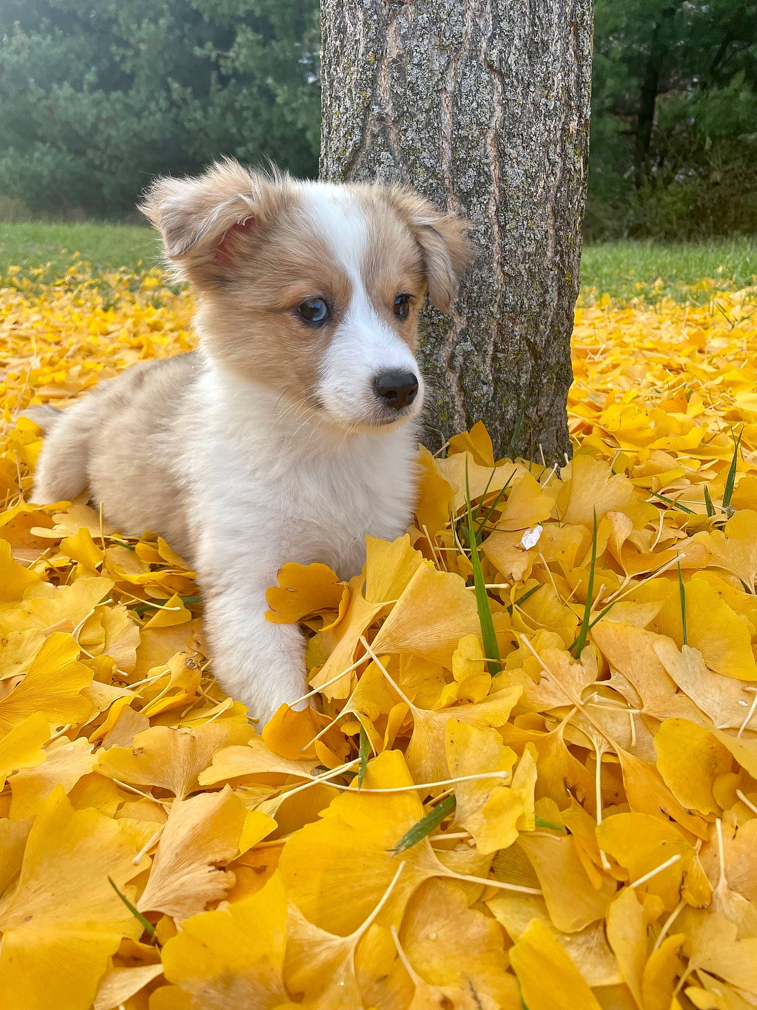 Luna is registered to the contest to win money with this photo: carnivore, companion_dog, deciduous, dog, dog_breed, fawn, grass, groundcover, irishjacks, leaf, natural_landscape, plant, sporting_group, tail, terrier, tree, trunk, twig, whiskers, wood