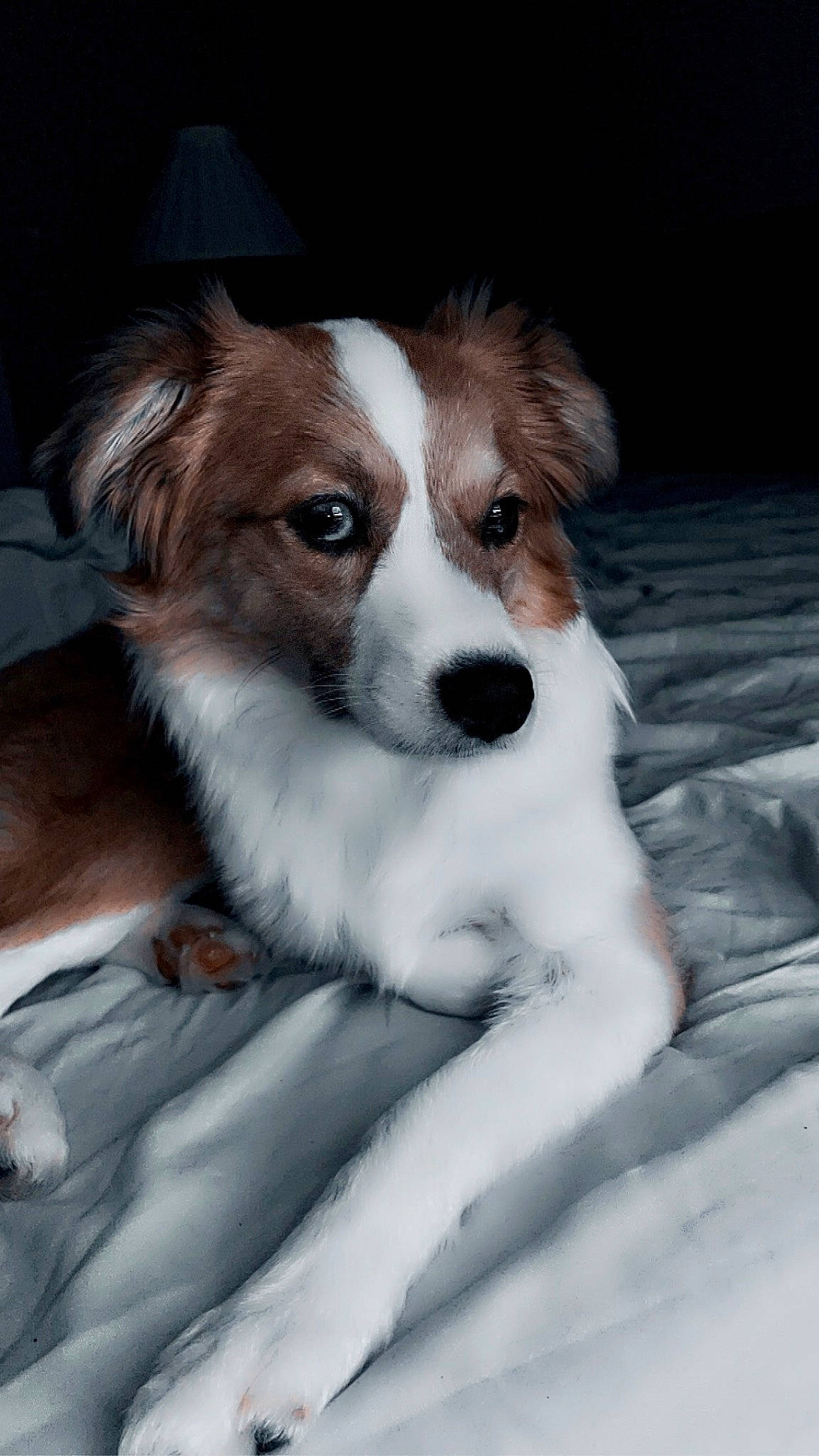 Luna is registered to the contest to win money with this photo: canidae, carnivore, companion_dog, dog, dog_breed, fur, liver, sporting_group, terrestrial_animal, toy_dog, whiskers