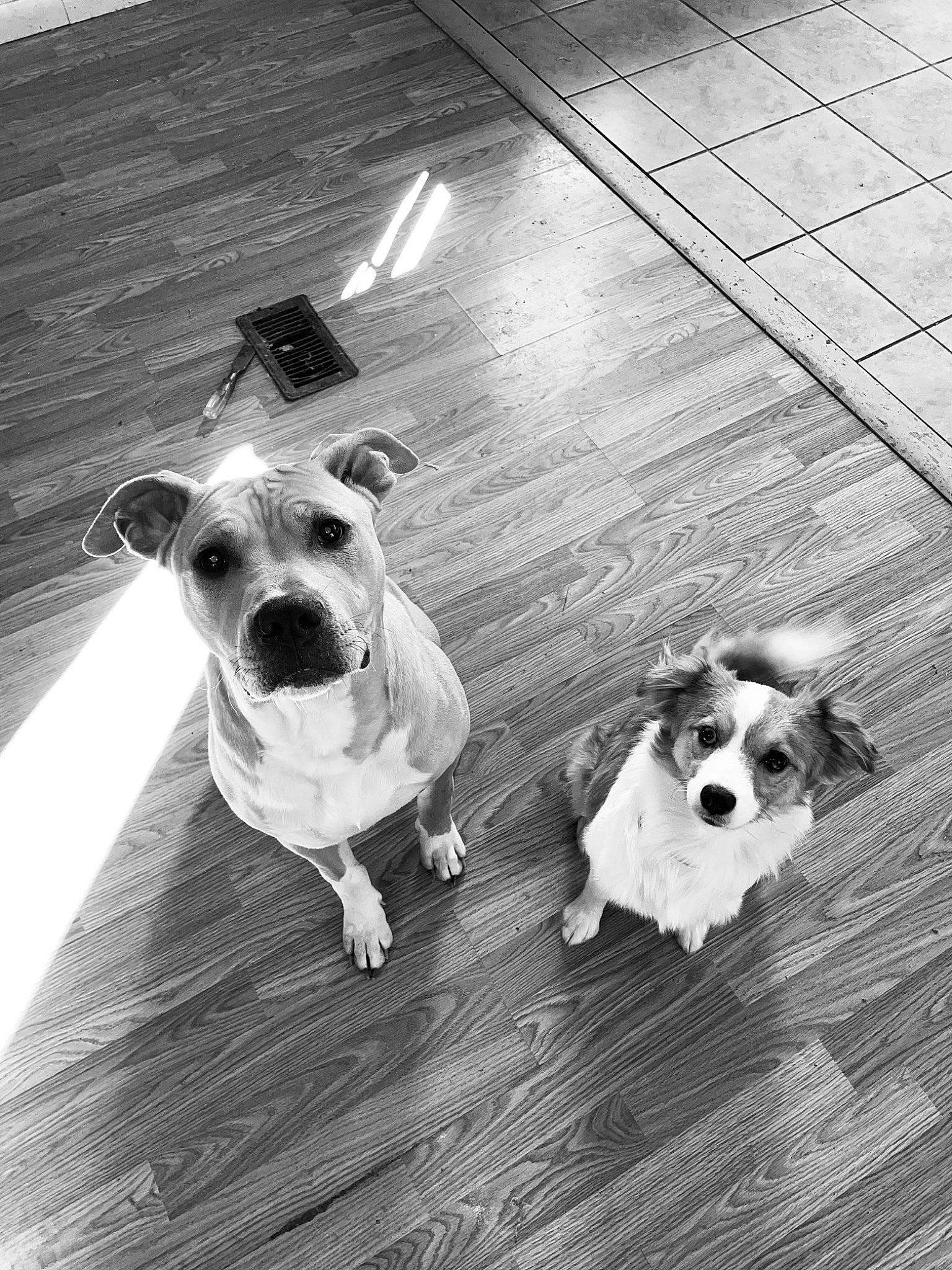 Luna is registered to the contest to win money with this photo: black, black_and_white, carnivore, collar, companion_dog, dog, dog_breed, dog_collar, flooring, hardwood, line, mammal, monochrome, monochrome_photography, pet_supply, snout, style, white, wood, working_animal