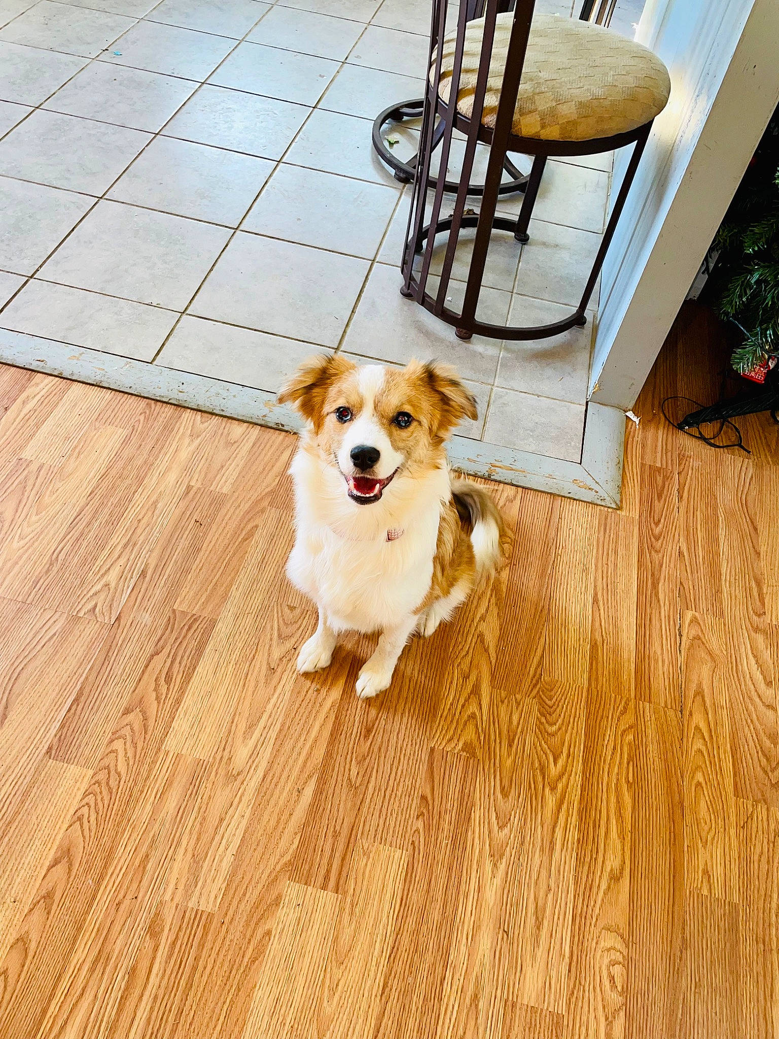 Luna joined the competition — help win amazing prizes! carnivore, chair, companion_dog, dog, dog_breed, fawn, floor, flooring, hardwood, laminate_flooring, paw, plank, plant, plywood, toy_dog, varnish, wood, wood_flooring, wood_stain, working_animal