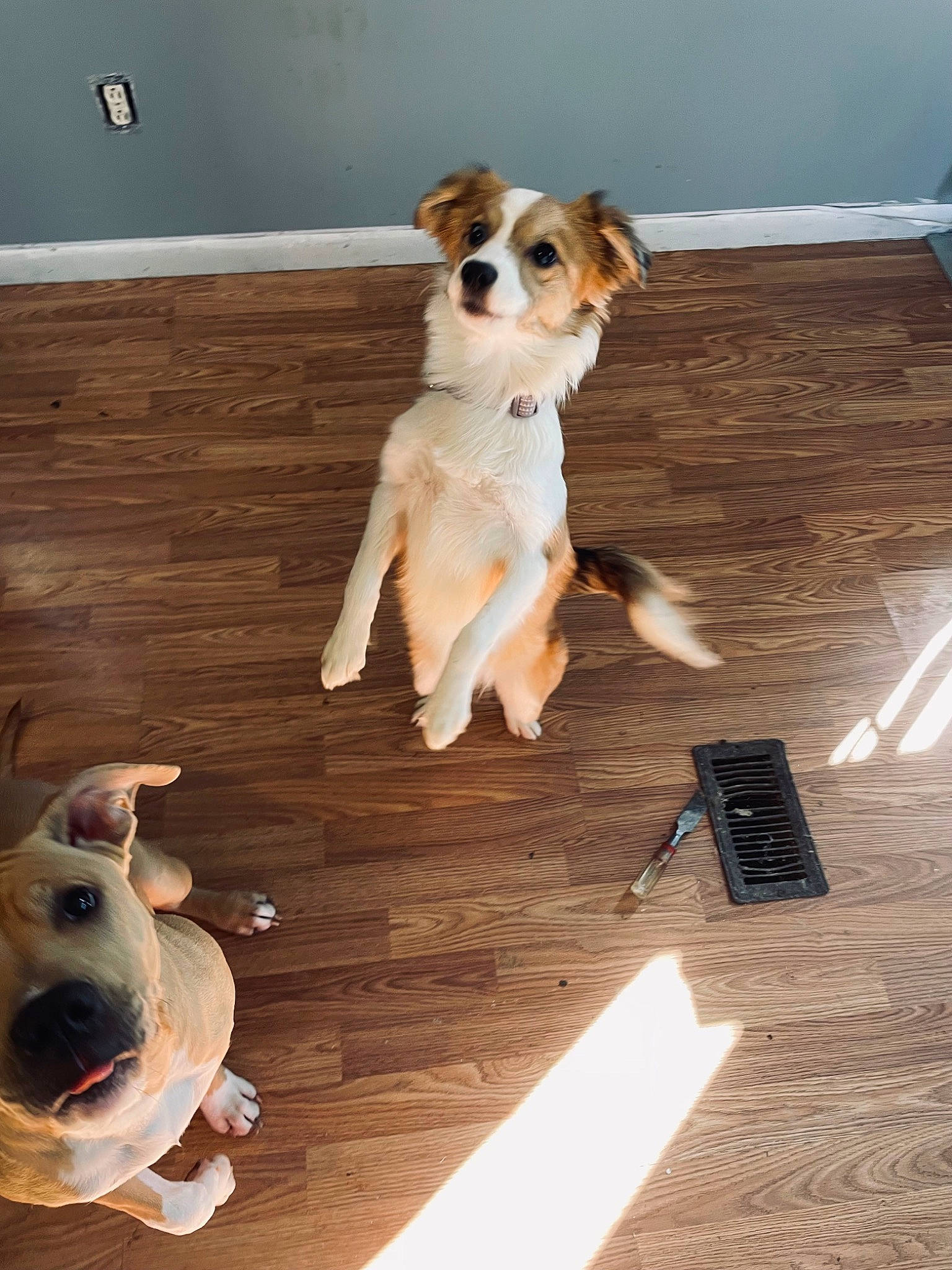 Luna joined the competition — help win amazing prizes! carnivore, companion_dog, dog, dog_breed, fawn, floor, flooring, fur, hardwood, laminate_flooring, paw, plywood, room, snout, tail, toy_dog, wood, wood_flooring, wood_stain, working_animal