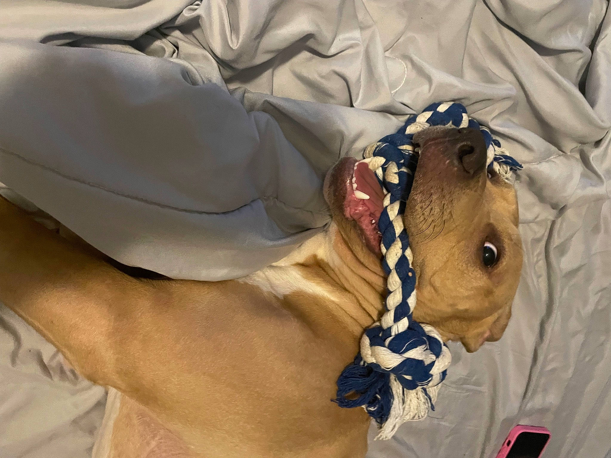 Jinx joined the competition — help win amazing prizes! abdomen, chest, comfort, companion_dog, dog_breed, fashion_accessory, fawn, fur, hat, jewellery, linens, personal_protective_equipment, snout, teddy_bear, terrestrial_animal, working_animal