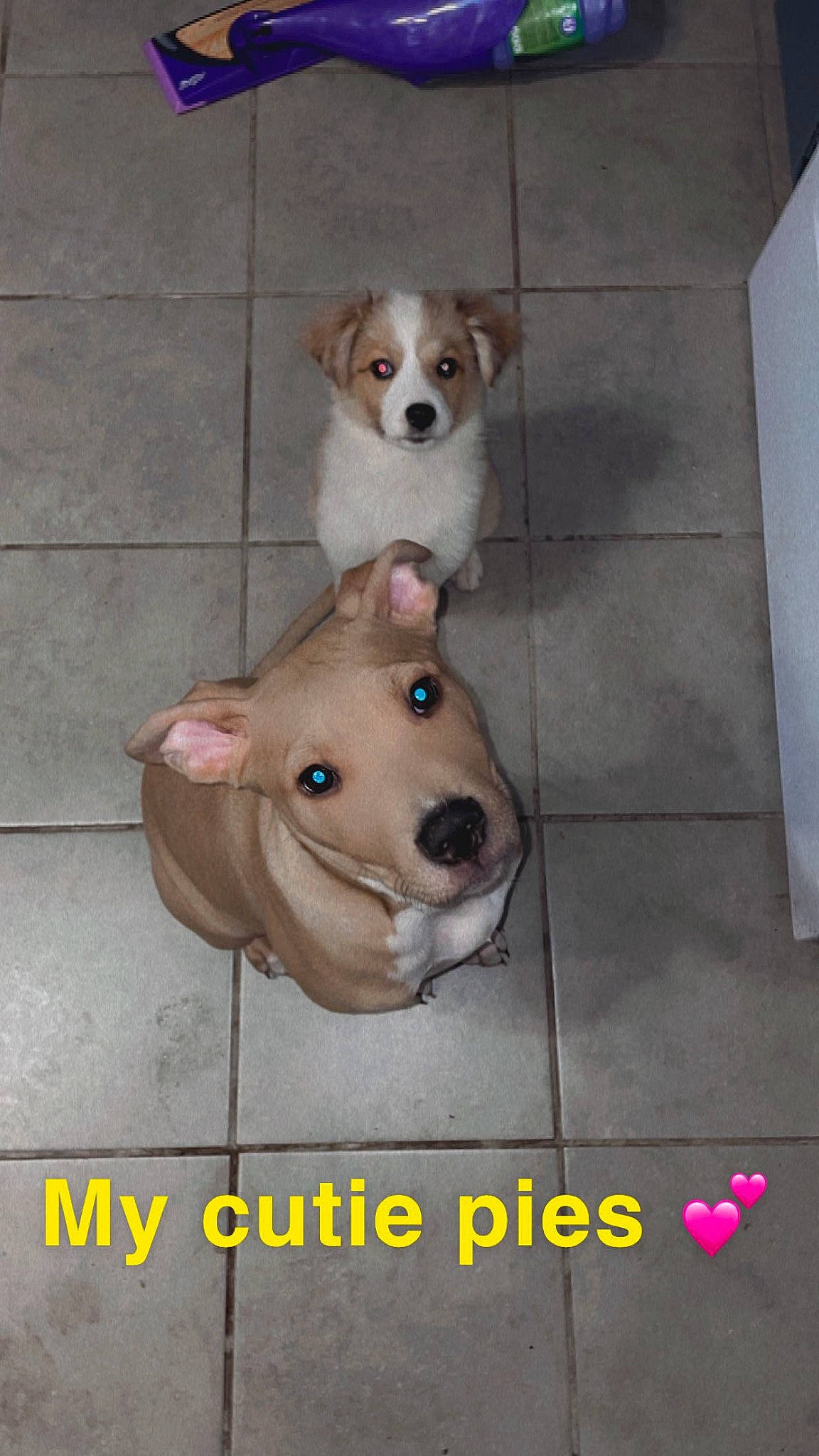 Jinx joined the competition — help win amazing prizes! canidae, carnivore, collar, companion_dog, concrete, dog, dog_breed, dog_supply, fawn, flooring, font, non_sporting_group, paw, pet_supply, photo_caption, snout, sporting_group, tail, working_animal