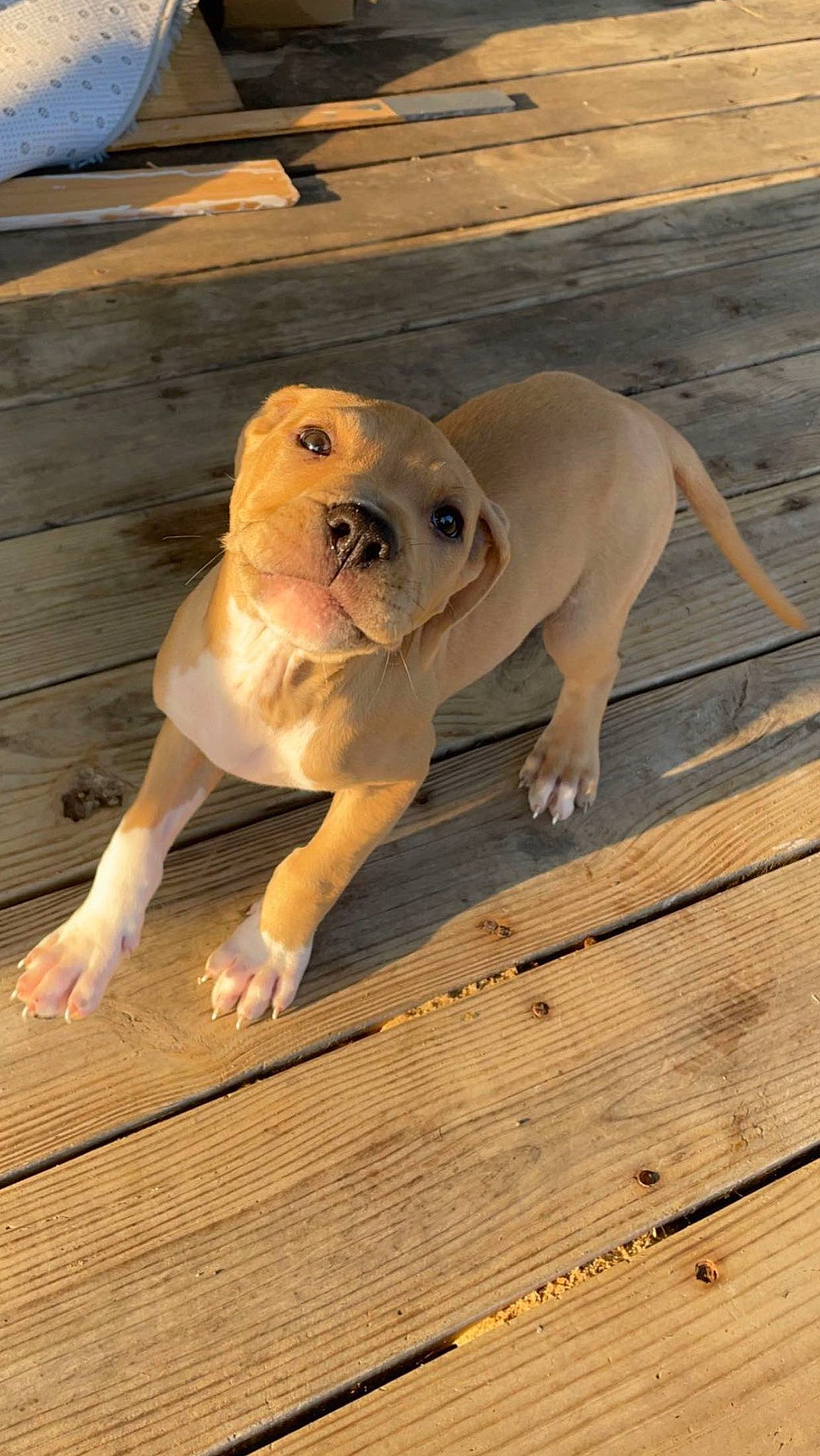 Jinx is registered to the contest to win money with this photo: ball, carnivore, companion_dog, dog, dog_breed, eye, fawn, flooring, football, happy, hardwood, plank, snout, tail, terrestrial_animal, toy, whiskers, wood, wood_stain, working_animal