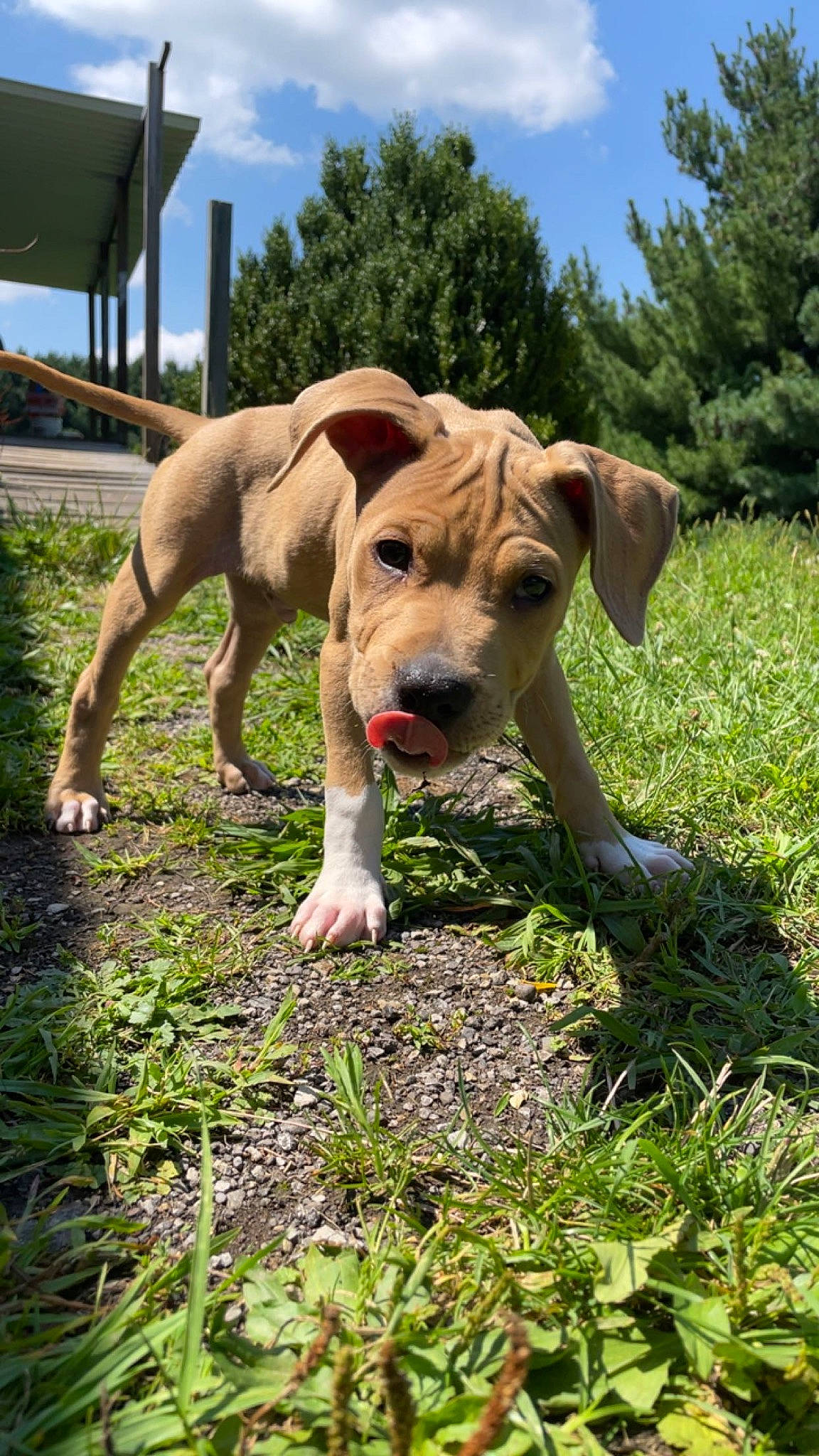 Jinx joined the competition — help win amazing prizes! canidae, carnivore, cloud, collar, companion_dog, dog, dog_breed, dog_collar, fawn, grass, grassland, groundcover, pasture, plant, sky, snout, sporting_group, tail, tree, working_animal