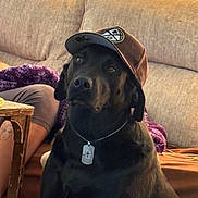 Tucker joined the competition — help win amazing prizes! baseball_cap, black_dog, blanket, calm, canine, couch, dog, dog_tag, domestic_animal, furniture, hat, indoor, living_room, necklace, person, pet, relaxed, seated, table, tattoo