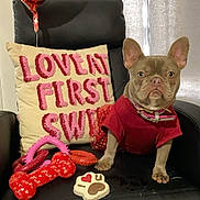 Grace joined the competition — help win amazing prizes! dog, french_bulldog, red_clothing, black_chair, valentines_day, balloon, pillow, dog_toys, indoor, cute, pet, decor, holiday, love, heart, gift, animal, seated, playful, celebration