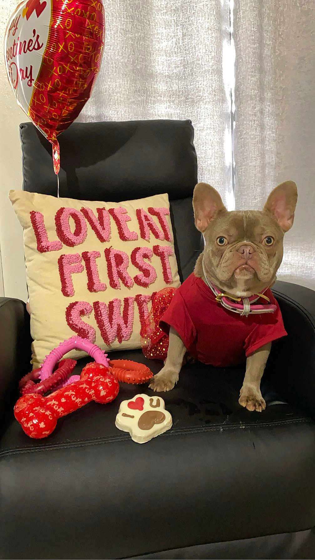 Grace joined the competition — help win amazing prizes! dog, french_bulldog, red_clothing, black_chair, valentines_day, balloon, pillow, dog_toys, indoor, cute, pet, decor, holiday, love, heart, gift, animal, seated, playful, celebration