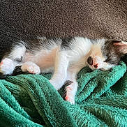 Lua participe au concours pour gagner de l'argent avec cette photo : kitten, sleeping, cat, black_and_white, feline, pet, fur, paw, cozy, blanket, soft, resting, cute, domestic_animal, animal, young, indoors, relaxation, peaceful, nap