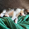 kitten, sleeping, cat, black_and_white, feline, pet, fur, paw, cozy, blanket, soft, resting, cute, domestic_animal, animal, young, indoors, relaxation, peaceful, nap