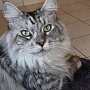 Sweety a rejoint le concours — aidez-le/la à gagner de superbes lots ! cat, tabby, green_eyes, fluffy_fur, close_up, pet, animal, indoor, tiled_floor, portrait, feline, whiskers, ears, fur_pattern, face, cute, domestic_animal, looking_at_camera, resting, soft_light