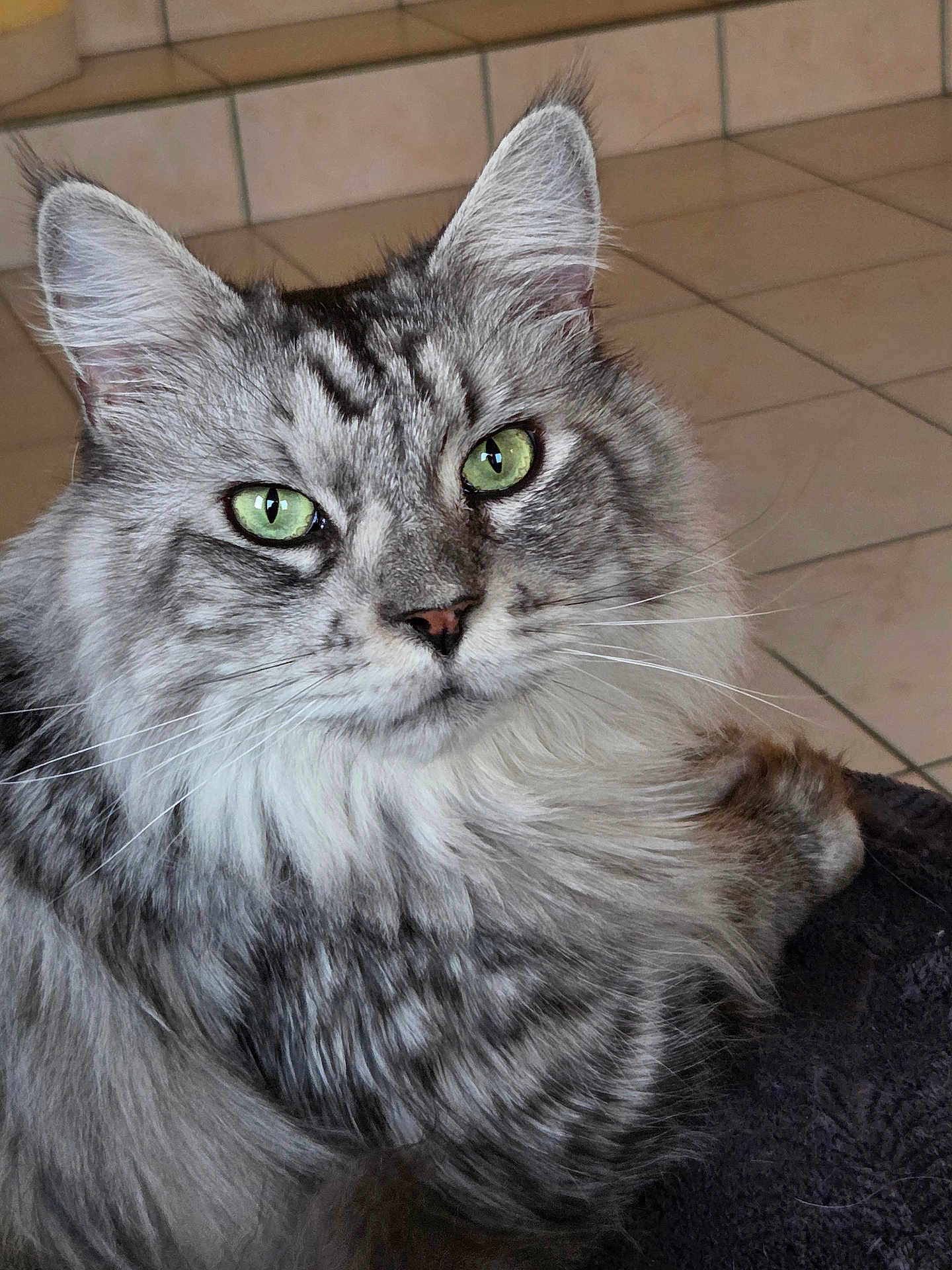 Sweety a rejoint le concours — aidez-le/la à gagner de superbes lots ! cat, tabby, green_eyes, fluffy_fur, close_up, pet, animal, indoor, tiled_floor, portrait, feline, whiskers, ears, fur_pattern, face, cute, domestic_animal, looking_at_camera, resting, soft_light