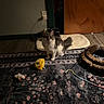 Marty joined the competition — help win amazing prizes! cat, pet, toy, rug, floor, indoor, door, bed, animal, feline, cozy, pattern, plush, domestic, quiet, curious, whiskers, tail, soft, shadow