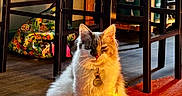 Marty is registered to the contest to win money with this photo: cat, indoor, orange_rug, wooden_chair, sunlight, pet, feline, fur, tag, floor, cozy, animal, quiet, resting, domestic, home, shadow, colorful_bag, wood, relaxed
