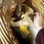 Marty joined the competition — help win amazing prizes! cat, sleeping, basket, hand, toy, cozy, indoor, pet, feline, woven, relaxing, resting, domestic, fur, cute, animal, home, comfort, closeup, napping