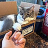 Marty joined the competition — help win amazing prizes! cat, cardboard_box, paw, hand, table, window, indoor, pet, feline, gray_cat, white_fur, relaxing, cozy, blurred_background, human_interaction, domestic_animal, curious, soft_fur, close_up, marble_table
