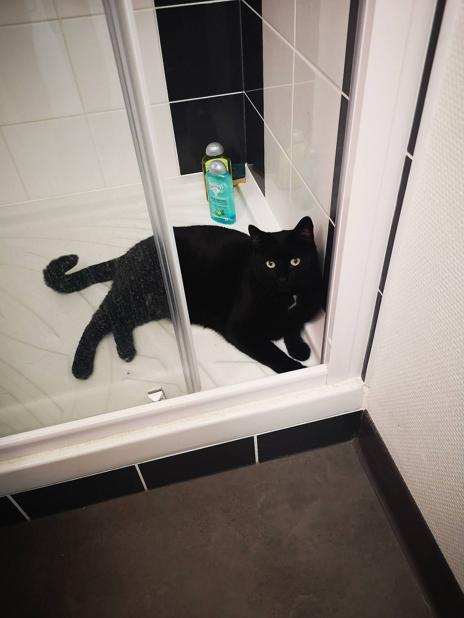 Benjy a rejoint le concours — aidez-le/la à gagner de superbes lots ! bathroom, black, black_cat, carnivore, cat, domestic_short_haired_cat, door, felidae, floor, plumbing_fixture, room, small_to_medium_sized_cats, tail, whiskers