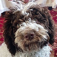 Uguette participe au concours pour gagner de l'argent avec cette photo : dog, curly_fur, brown_and_white, close_up, pet, indoor, carpet, tablecloth, curious, fluffy, animal, face, fur, nose, ears, cute, domestic, portrait, looking, house