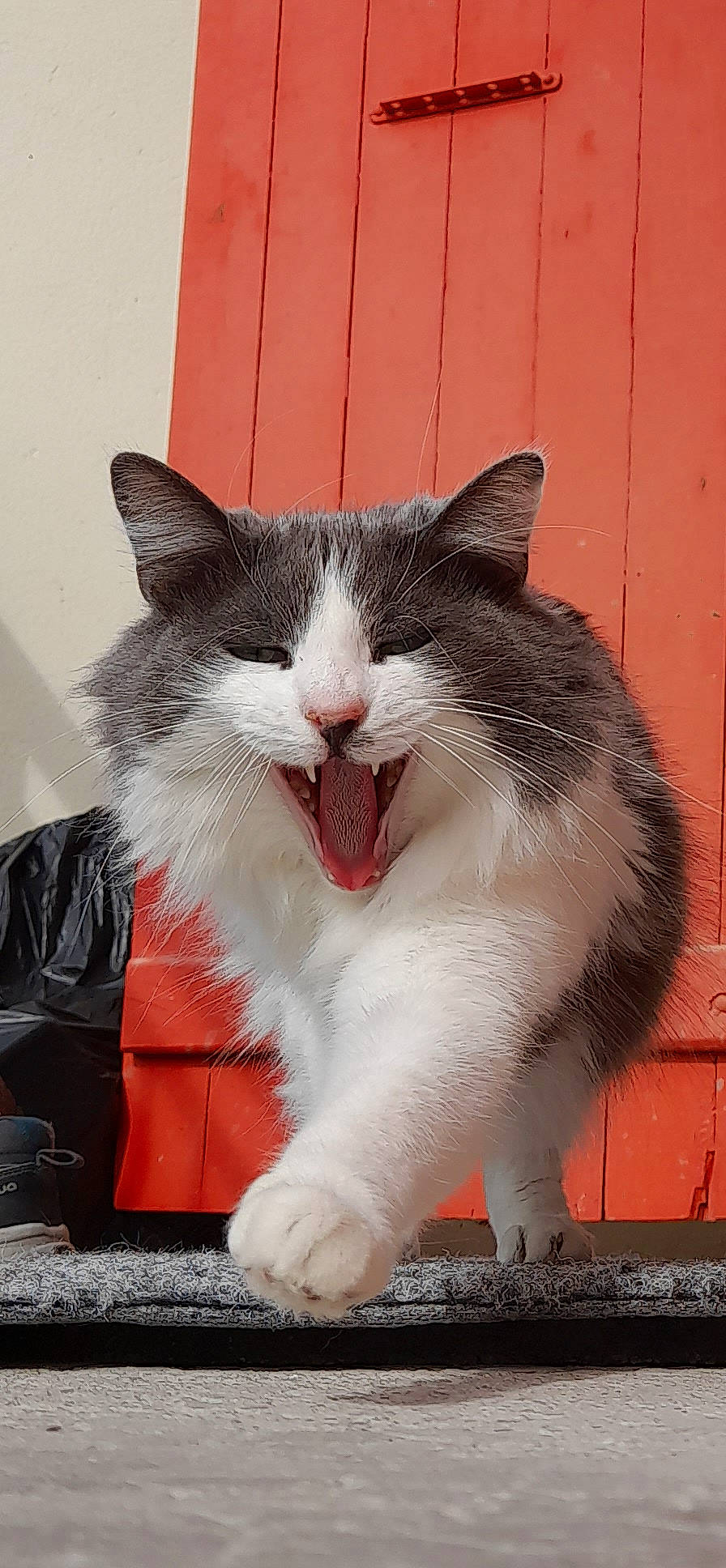 Nora a rejoint le concours — aidez-le/la à gagner de superbes lots ! carmine, carnivore, cat, claw, domestic_short_haired_cat, felidae, foot, formal_wear, fur, grey, jaw, luggage_and_bags, paw, small_to_medium_sized_cats, smile, snout, tail, whiskers, window, yawn