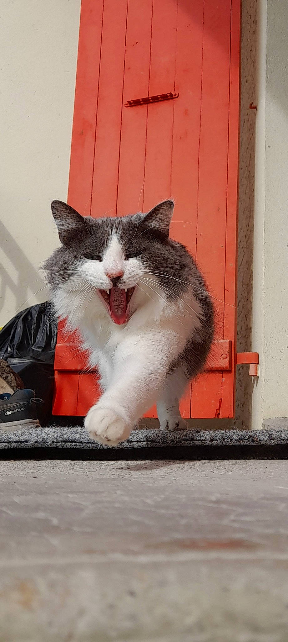 Nora participe au concours pour gagner de l'argent avec cette photo : bag, carnivore, cat, claw, domestic_short_haired_cat, eye, felidae, foot, fur, grey, human_leg, luggage_and_bags, paw, road_surface, sitting, small_to_medium_sized_cats, snout, tail, whiskers, window