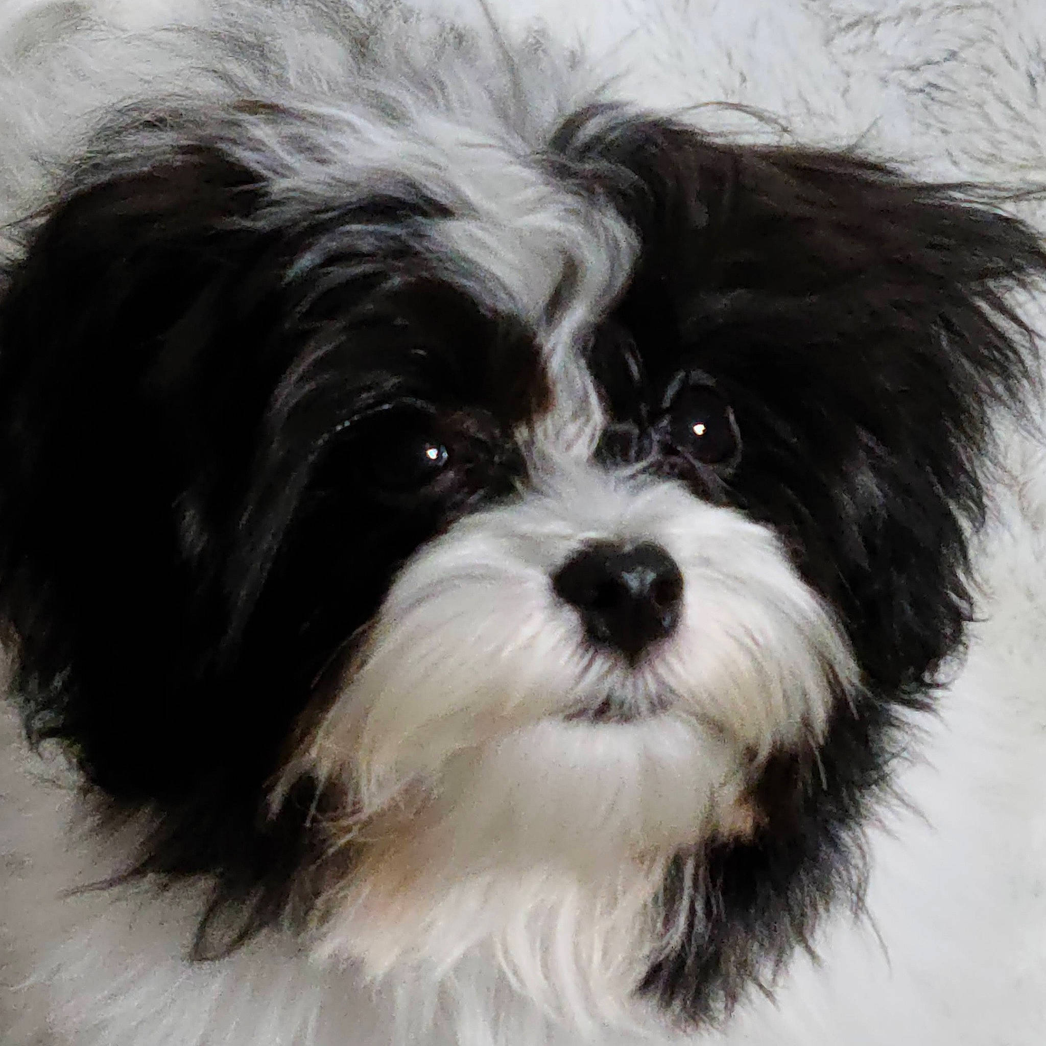 Bailey joined the competition — help win amazing prizes! canidae, carnivore, companion_dog, dog, dog_breed, fur, liver, mal_shi, maltepoo, plant, shih_poo, shih_tzu, small_terrier, snout, sporting_group, terrestrial_animal, terrier, toy_dog, water_dog, working_animal