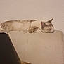 Miel a rejoint le concours — aidez-le/la à gagner de superbes lots ! cat, feline, resting, couch, furniture, indoor, relaxed, sleeping, patterned_blanket, wall, domestic_animal, pet, beige, brown, white, comfort, cozy, quiet, home, animal