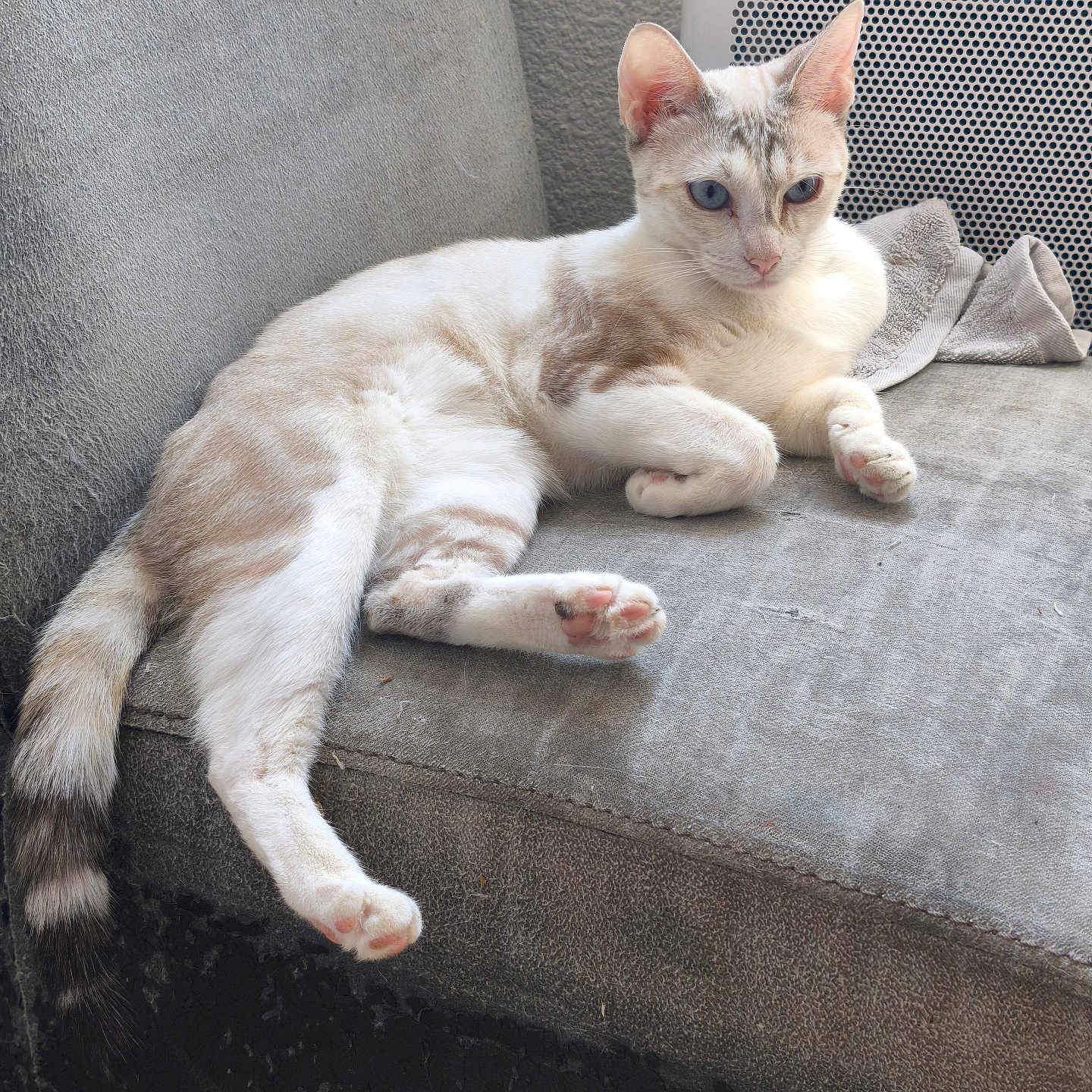 Miel participe au concours pour gagner de l'argent avec cette photo : animal, blue_eyes, cat, closeup, couch, domestic, feline, fur, gray, indoor, lounging, paws, pet, relaxed, resting, soft_light, tail, texture, towel, whiskers