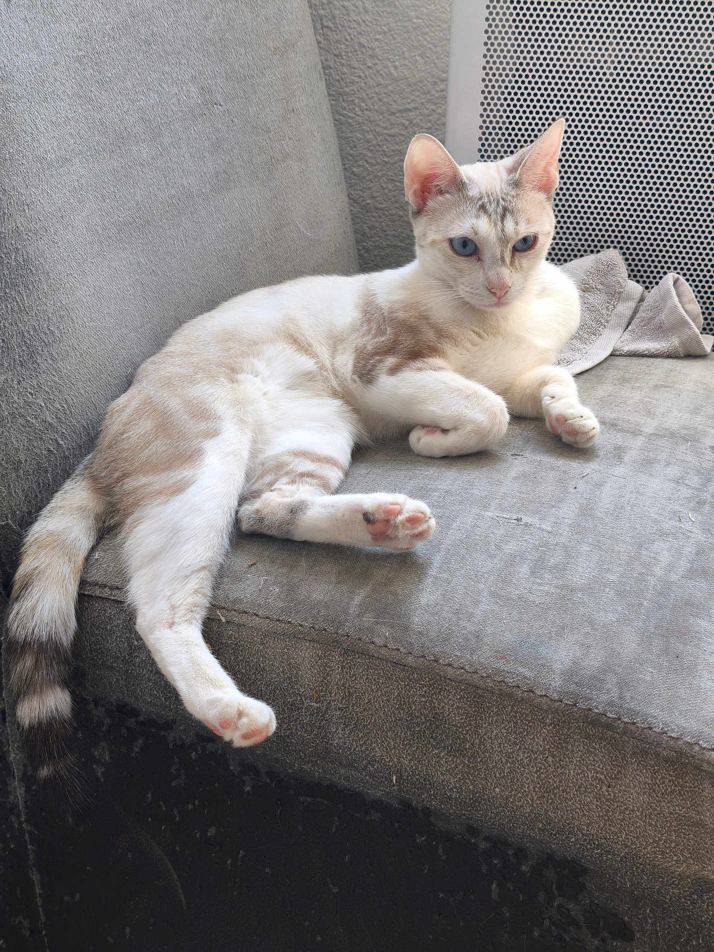 Miel participe au concours pour gagner de l'argent avec cette photo : cat, blue_eyes, lounging, couch, gray, towel, feline, relaxed, indoor, pet, fur, whiskers, tail, paws, animal, resting, domestic, soft_light, texture, closeup
