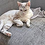 cat, animal, pet, feline, laying_down, light_colored, striped, paw, ears, whiskers, gray_fabric, towel, wall, indoor, resting, fur, cute, relaxed, soft_light, closeup