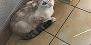 Miel participe au concours pour gagner de l'argent avec cette photo : cat, blue_eyes, sitting, floor, indoor, corner, tile_floor, looking_up, fur_pattern, domestic_cat, pet, whiskers, ears, tail, curious, light_and_shadow, wall, quiet, calm, cute